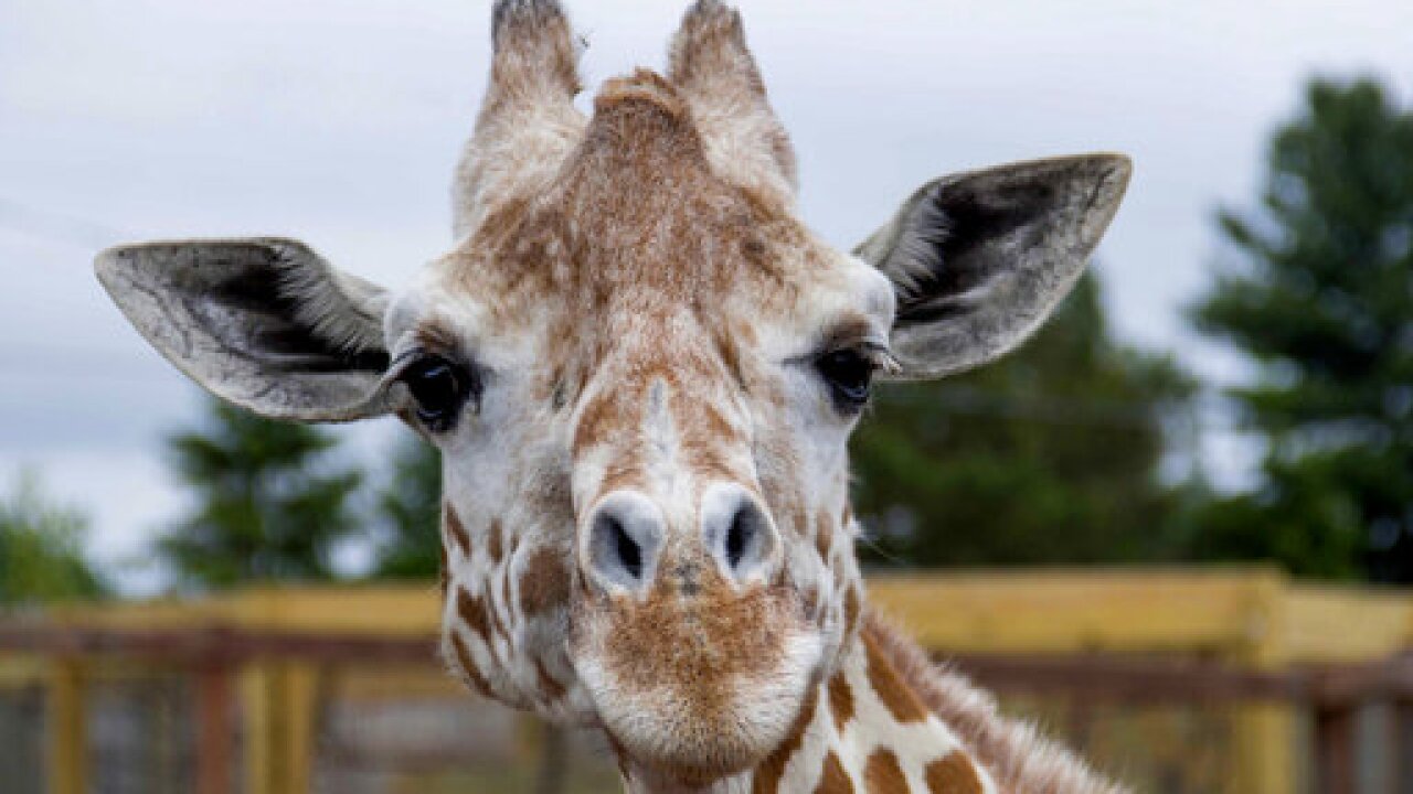 USA-April Giraffe