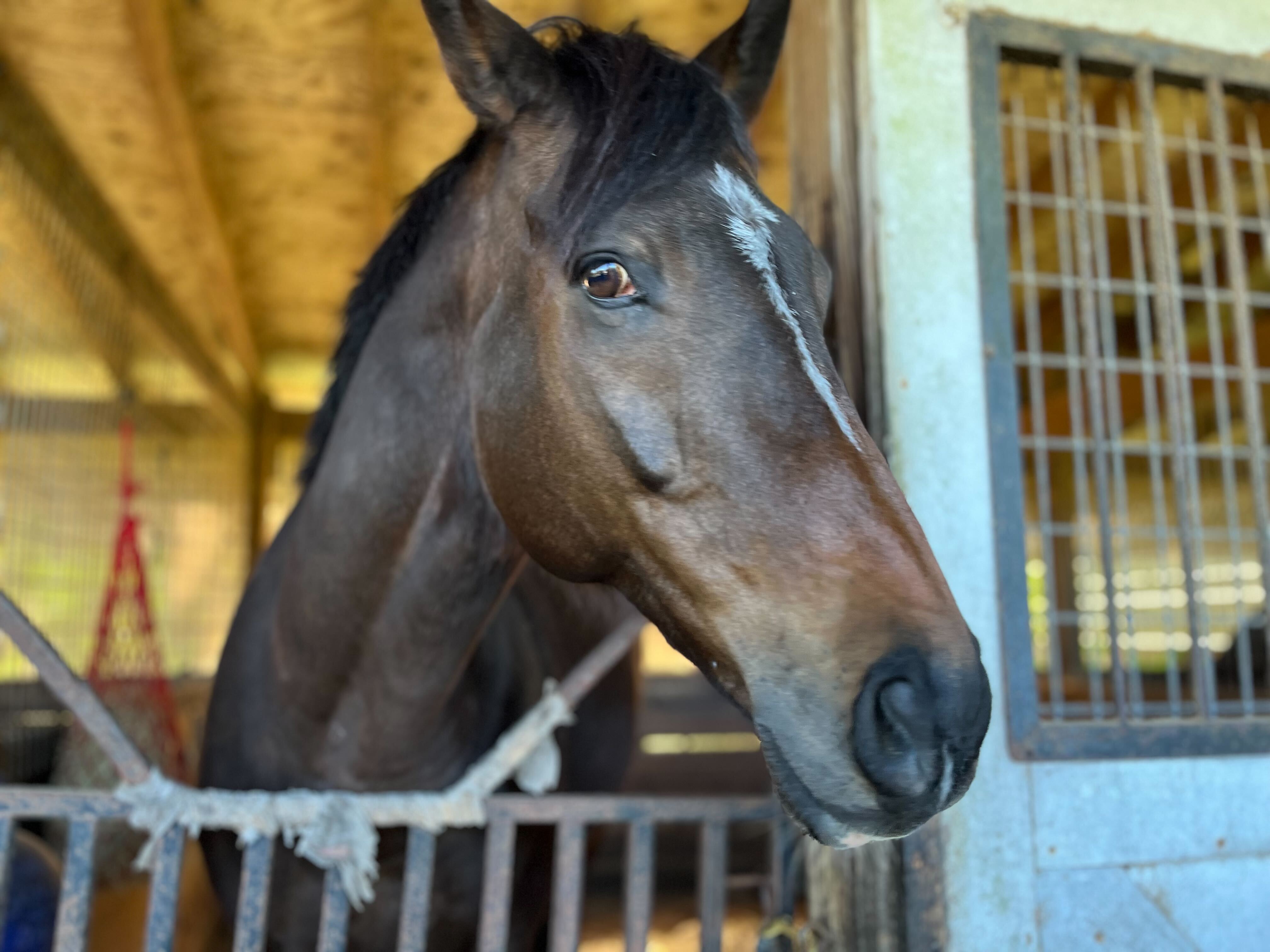 Step Ahead Thoroughbred