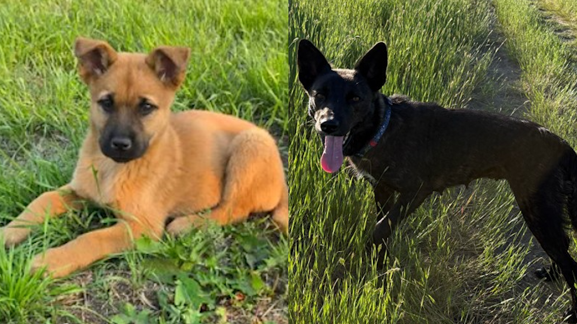 Pets Of The Week 7/13/26