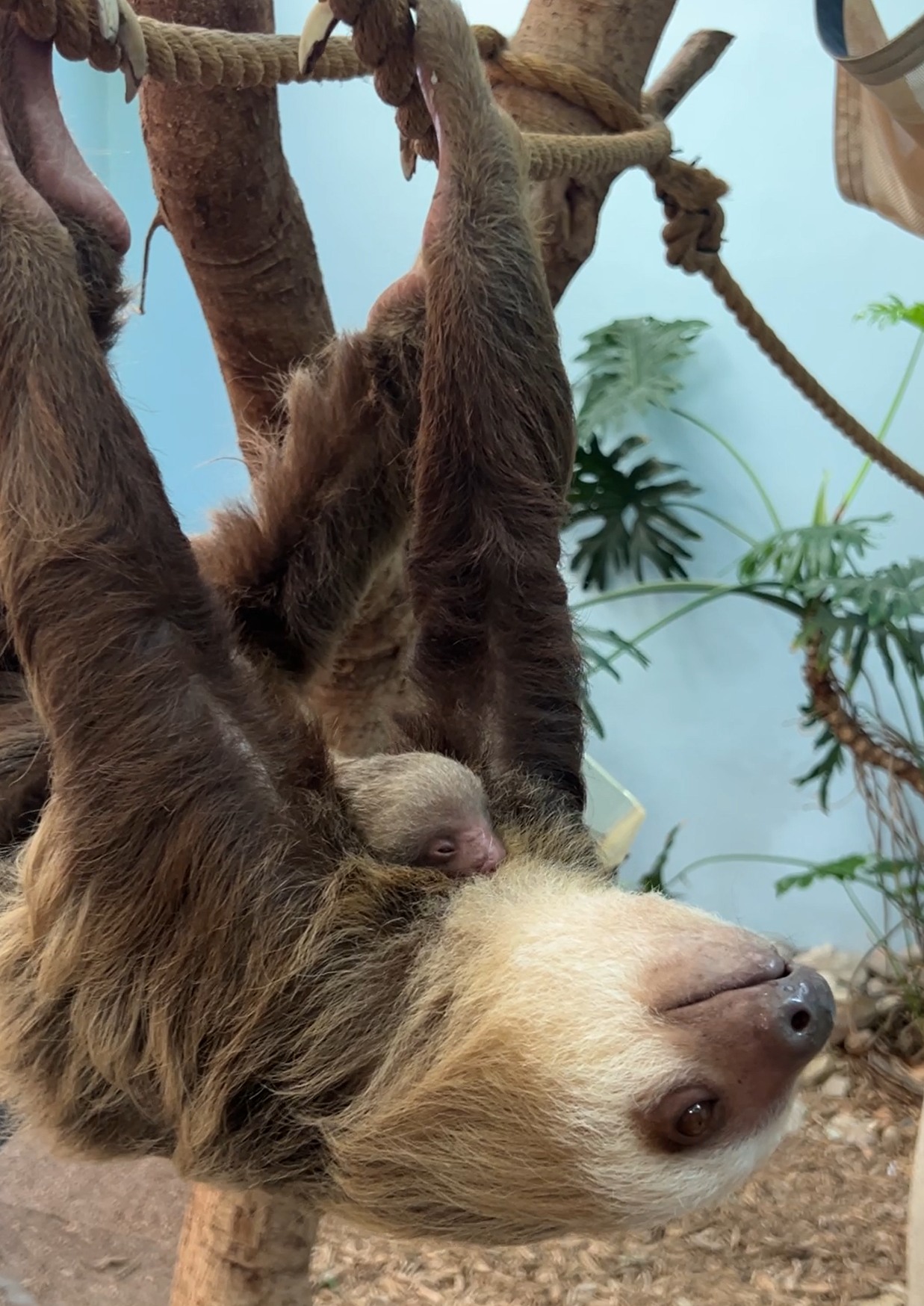 Baby Sloth