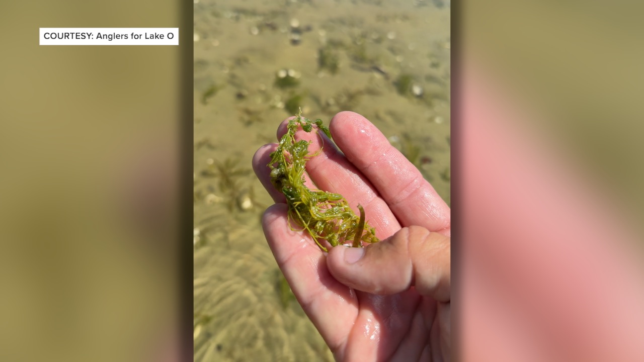 CLEWISTON LAKE O SUBMERGED VEGETATION RETURNING thumbnail.jpg