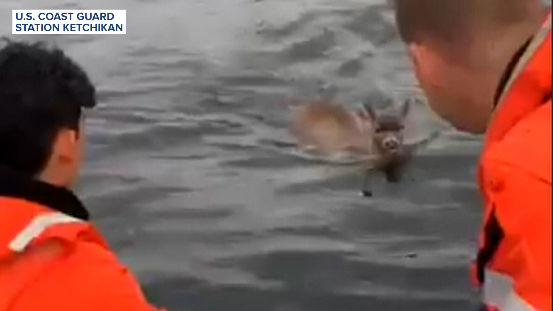 Deer rescued from cold waters off Alaskan coast
