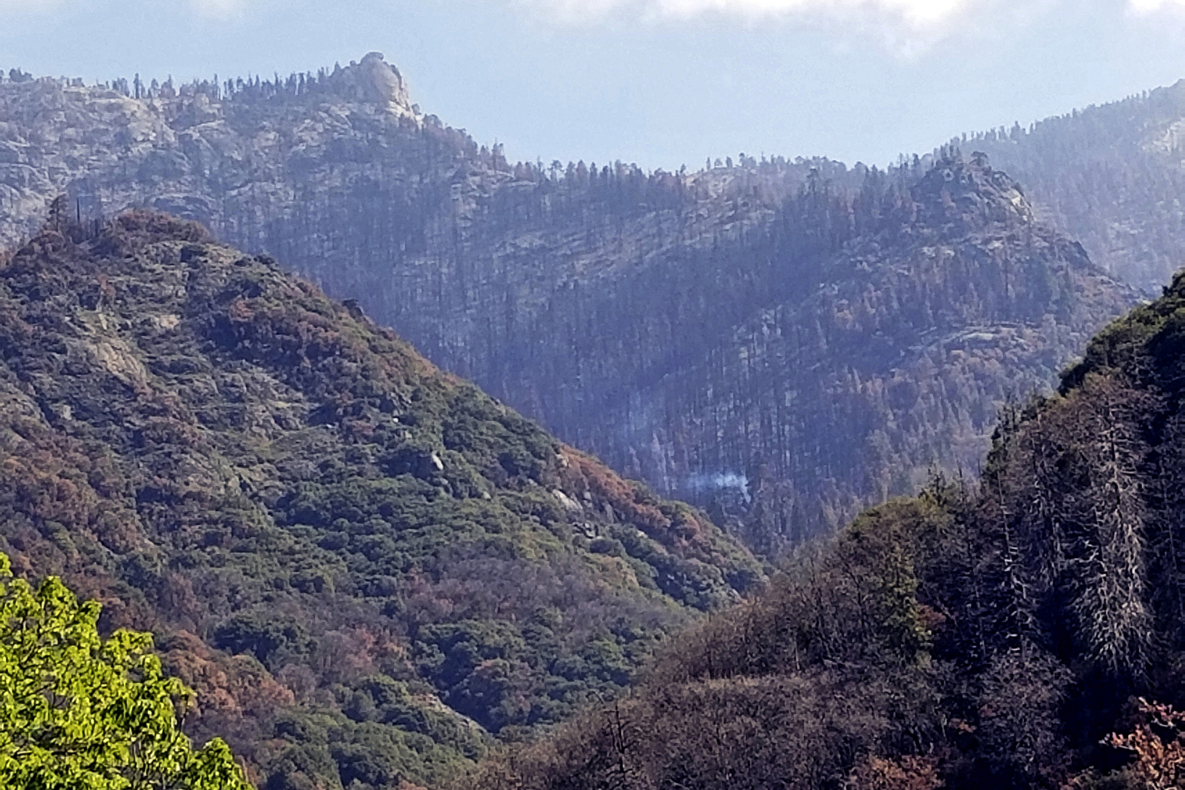 California Wildfires Redwoods Killed