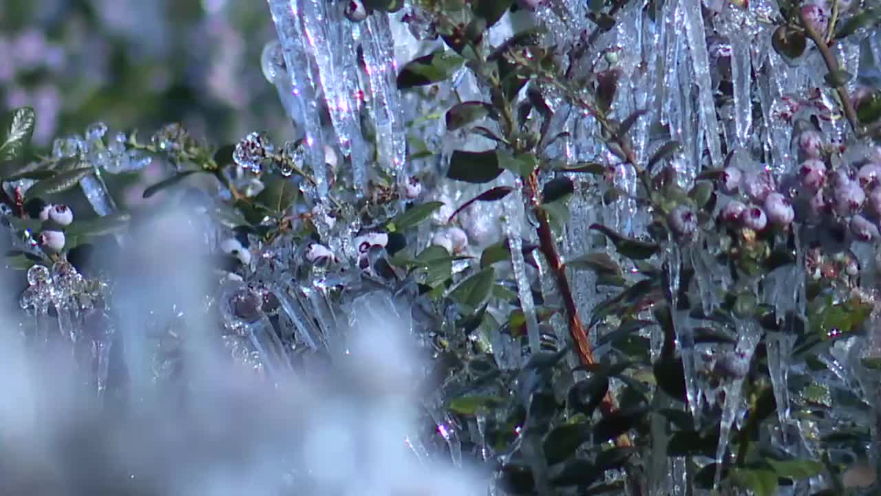 frozen bluberries at blueberry bunch farm