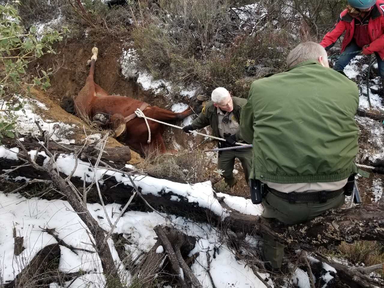 horse rescue descanso.jpeg