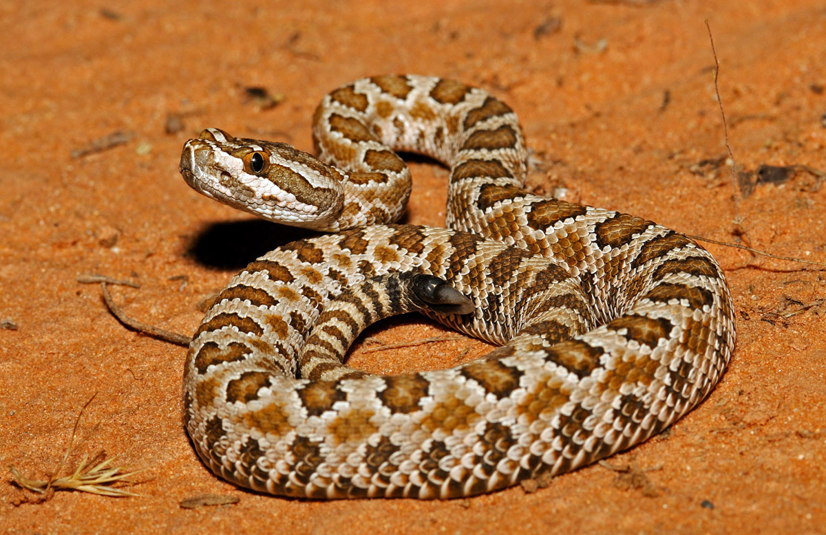 Rattlesnake safety