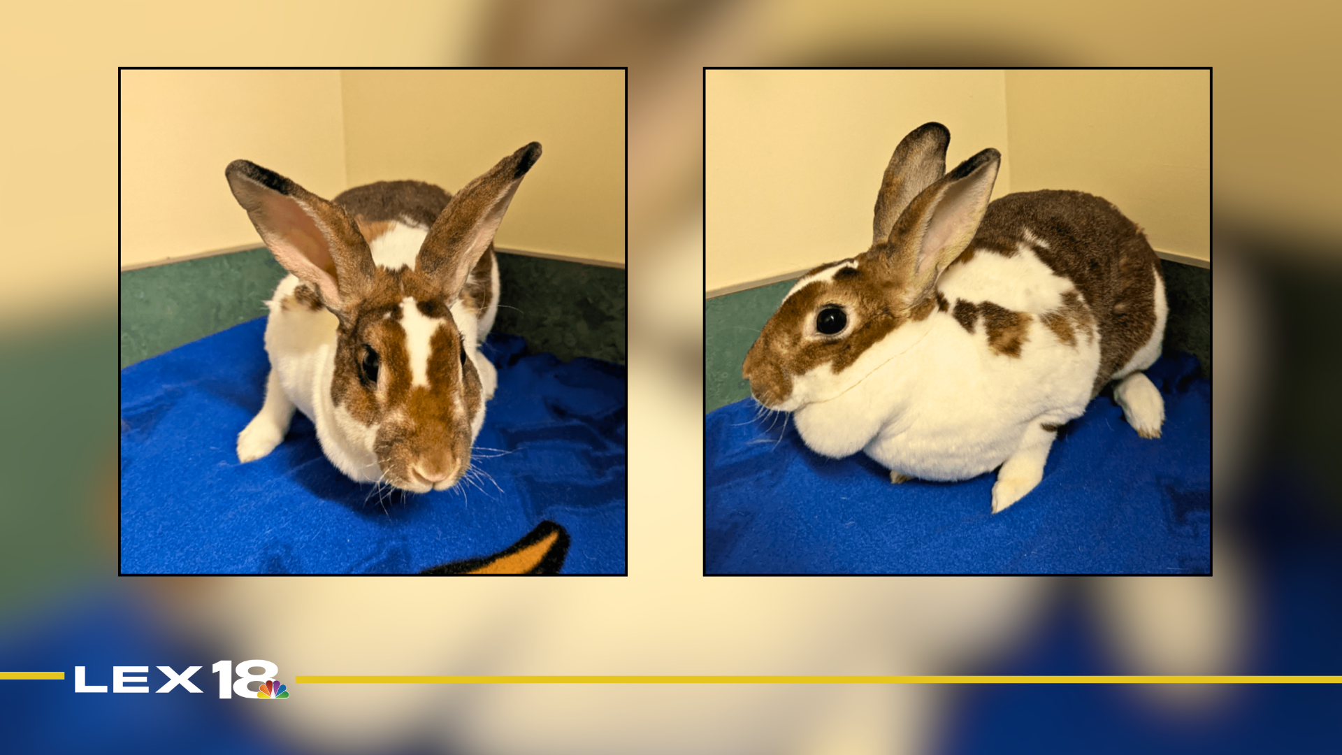 Featured Image Custom Edit.png