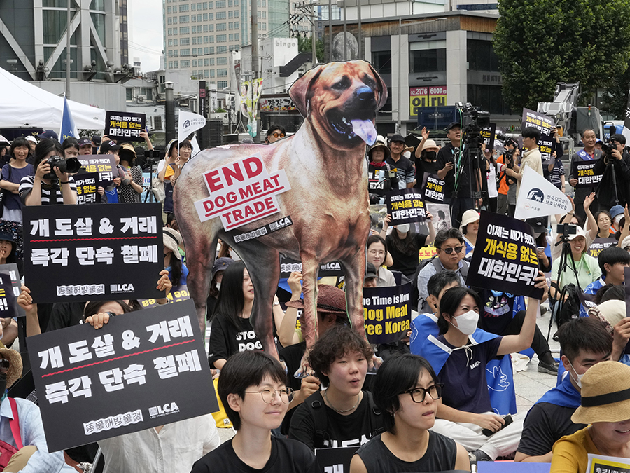 South Korea Dog Meat