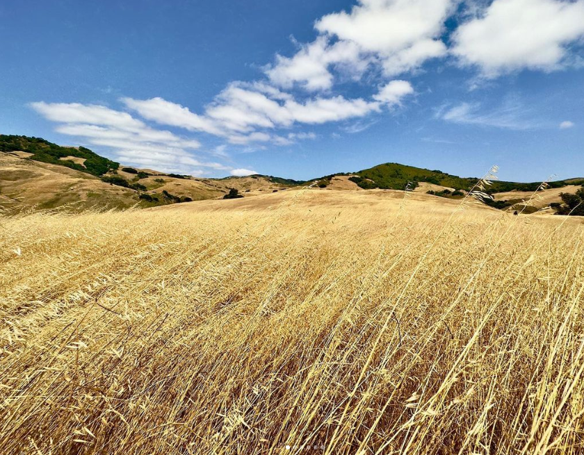 Fields of cured grasses near San Luis Obispo