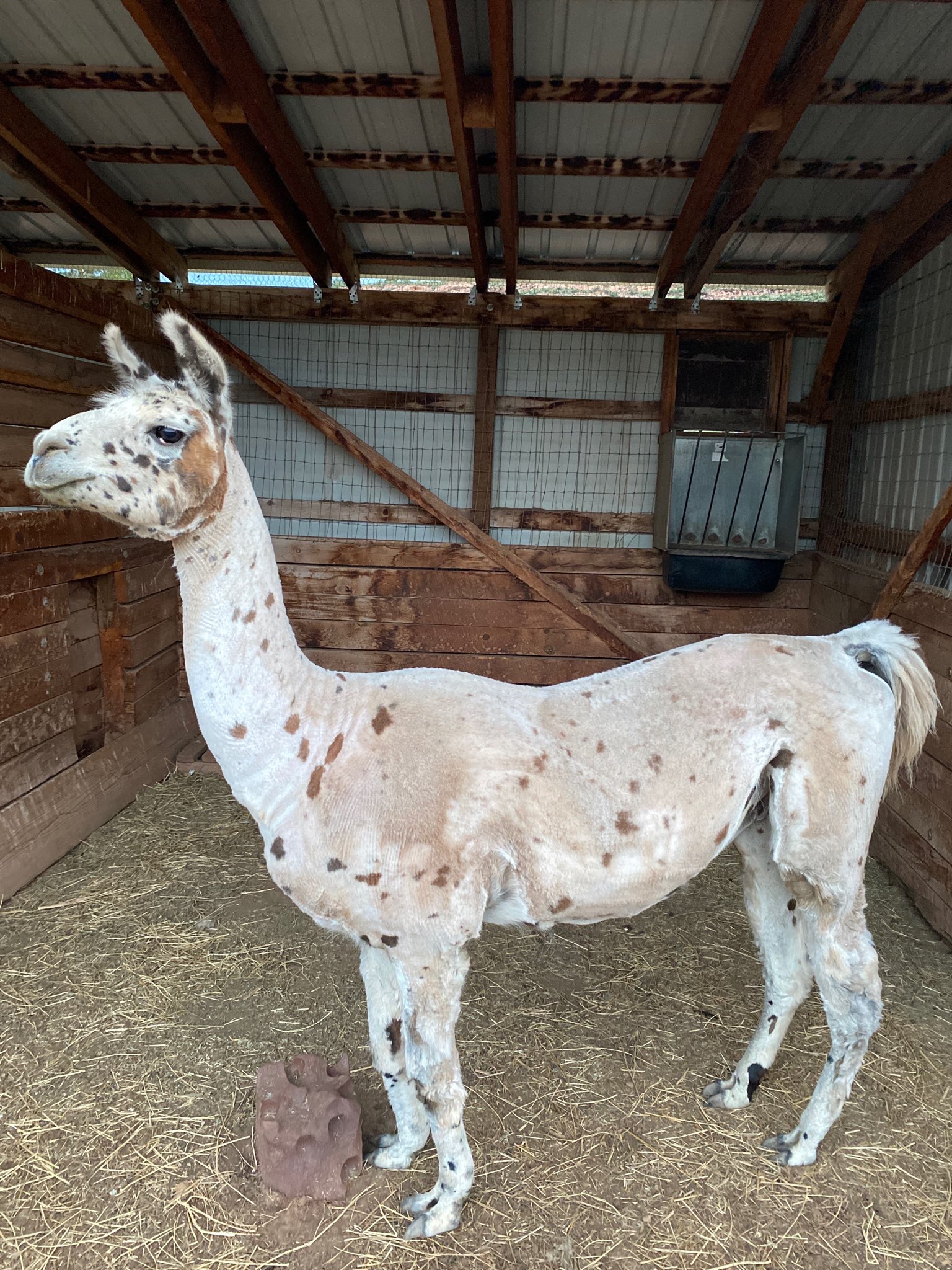 smokey the llama.jpeg