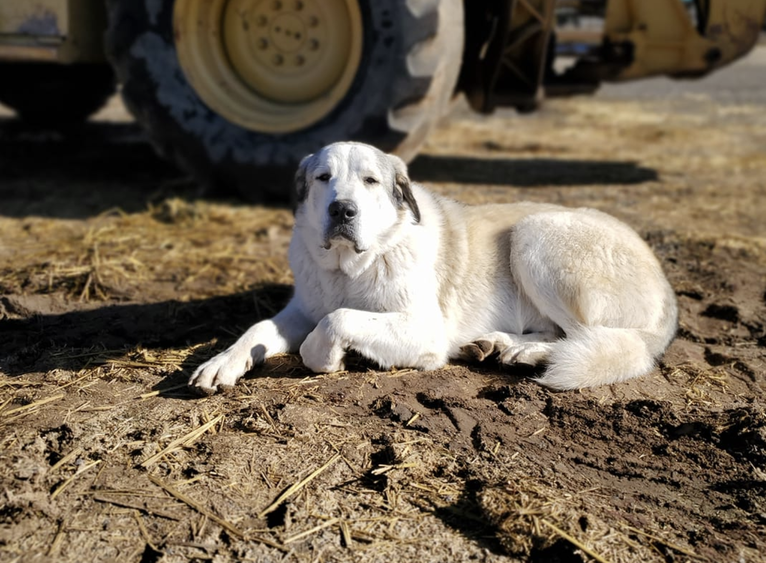 Buford the rescue dog
