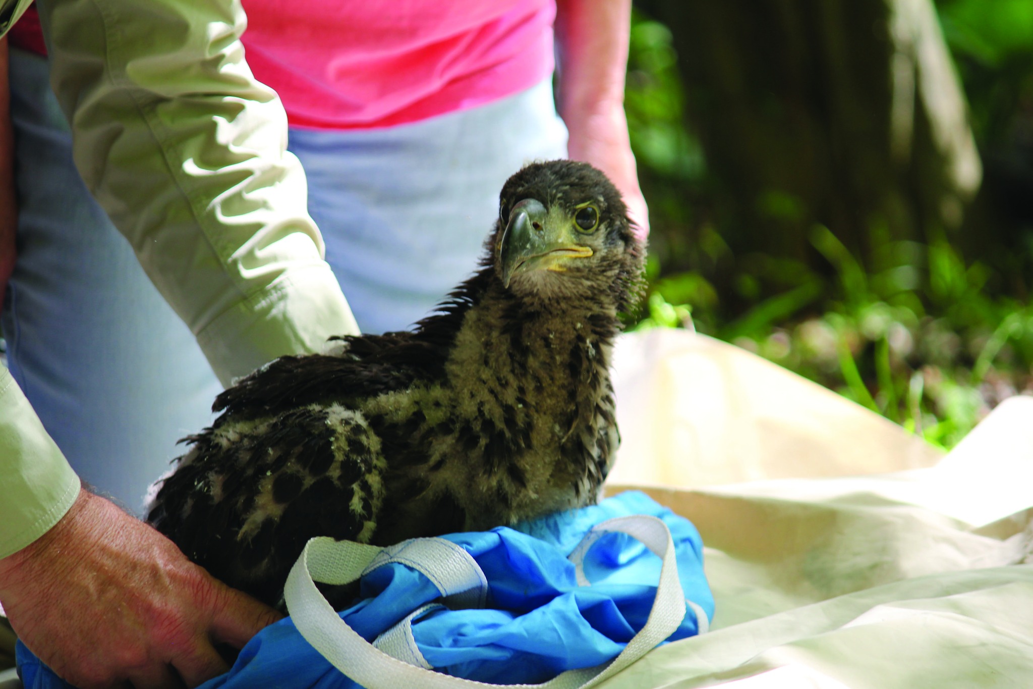 Baby Bald Eagle 1.jpg