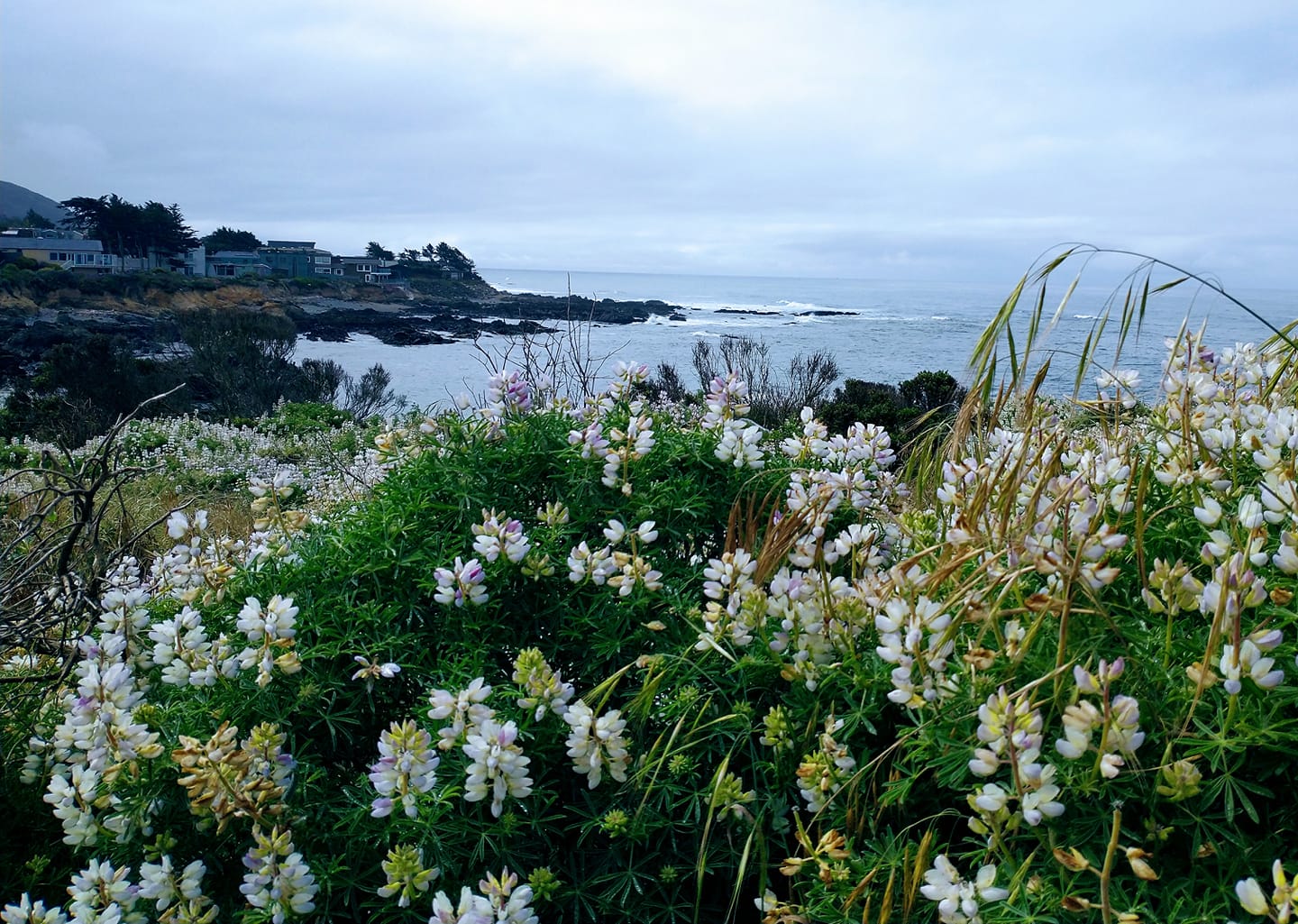 Fog over the coast on the Fiscalini Ranch trail