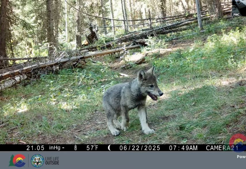 King Mountain Pack wolf pup_June 22 2025.png