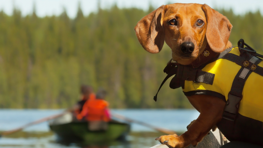 Dog wearing life jacket 