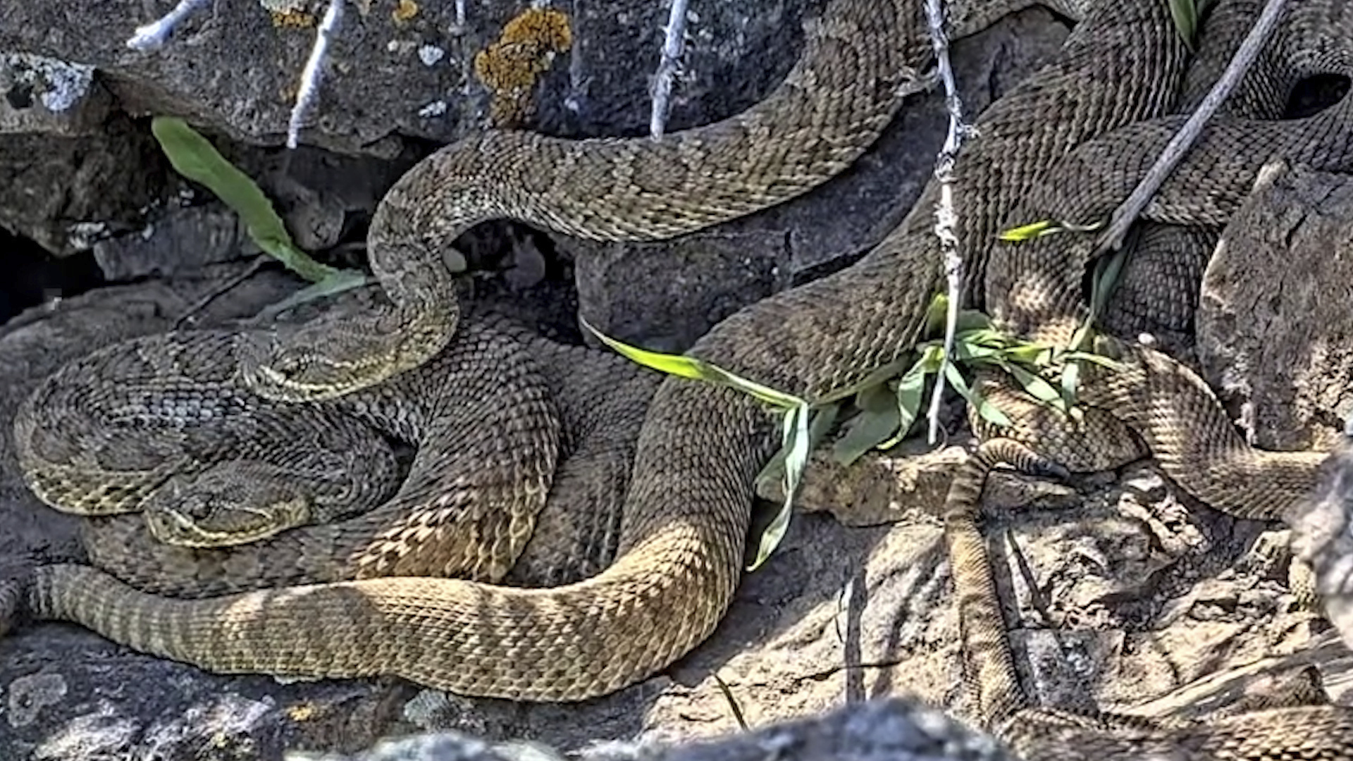 Rattlesnake Cam