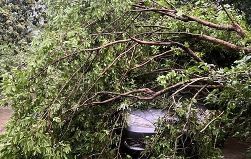 tree debris .jpg