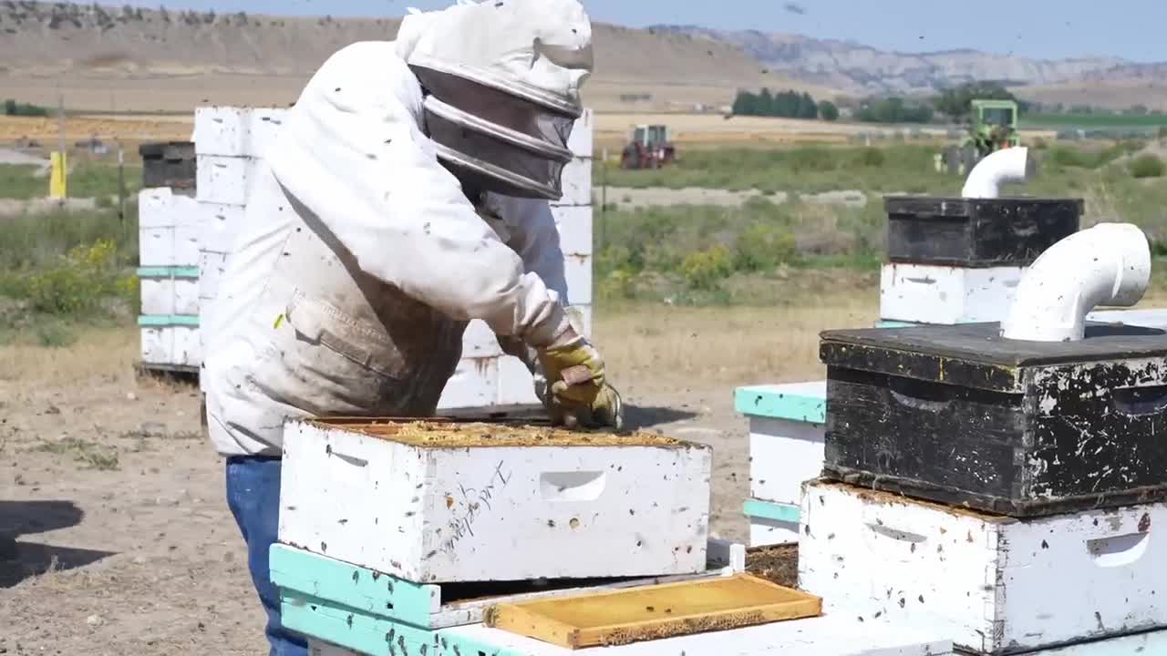 Sunshine Apiary 