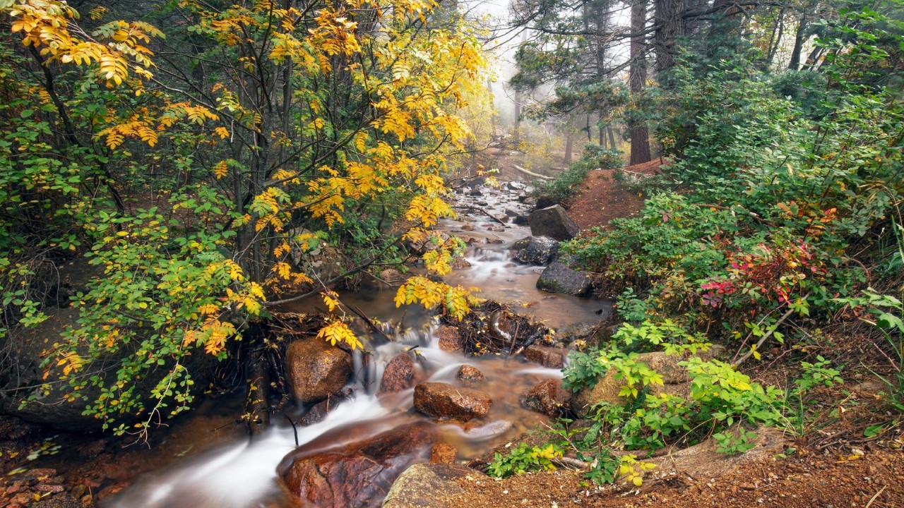 Foggy foliage - Colorado Springs