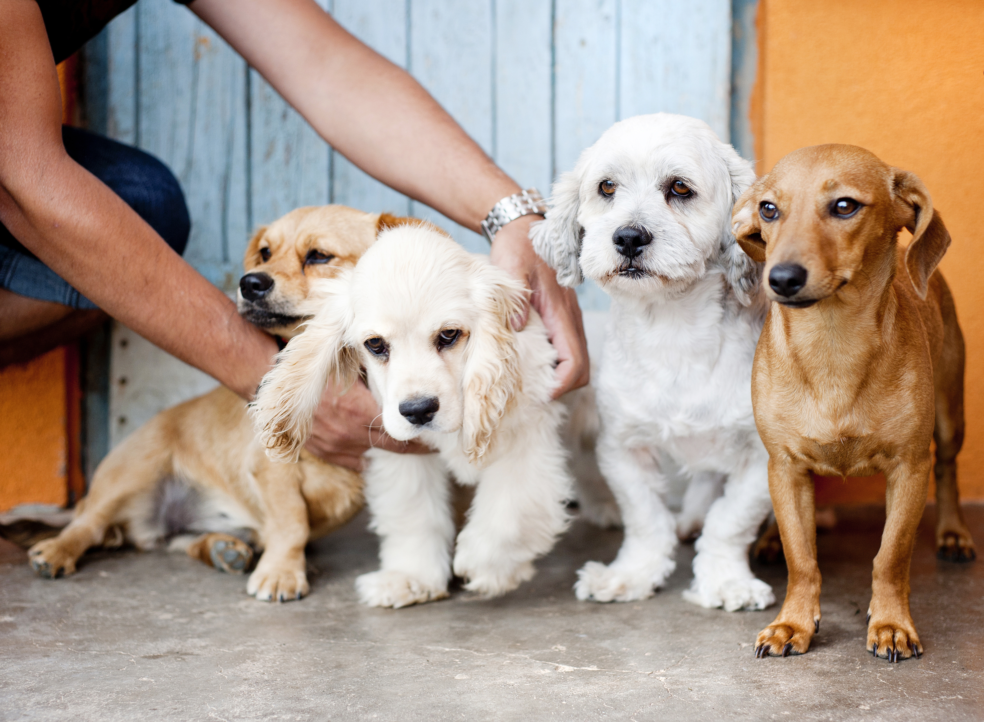 Four dogs