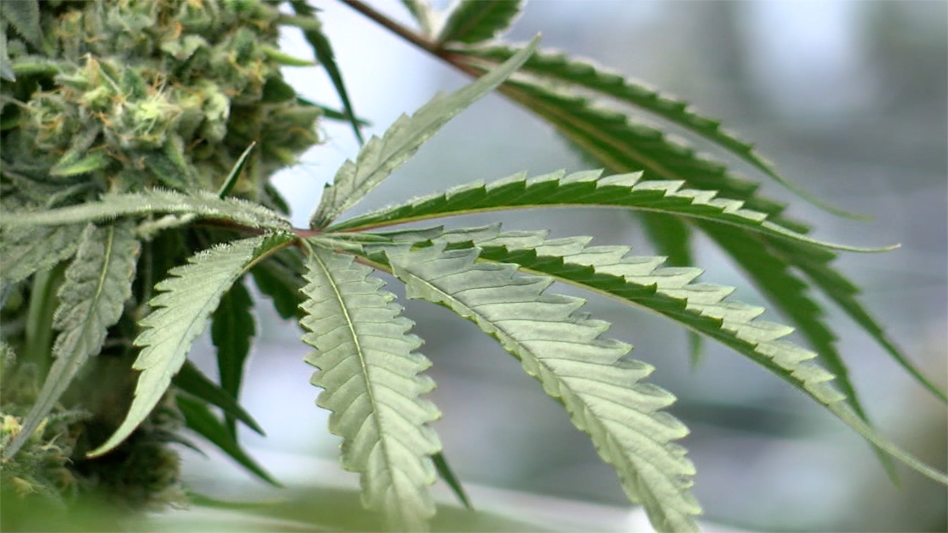 Powering marijuana grows