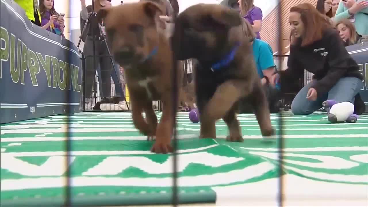 puppy bowl.jpg