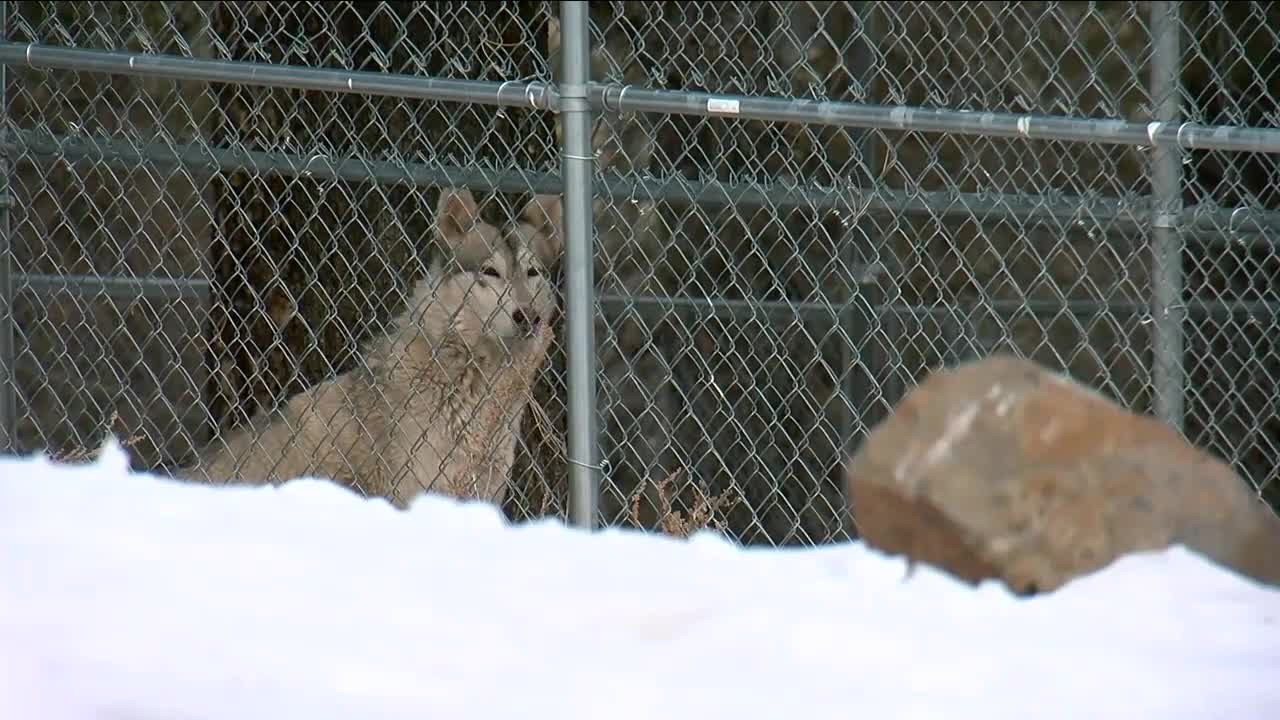 gray wolf.jpg