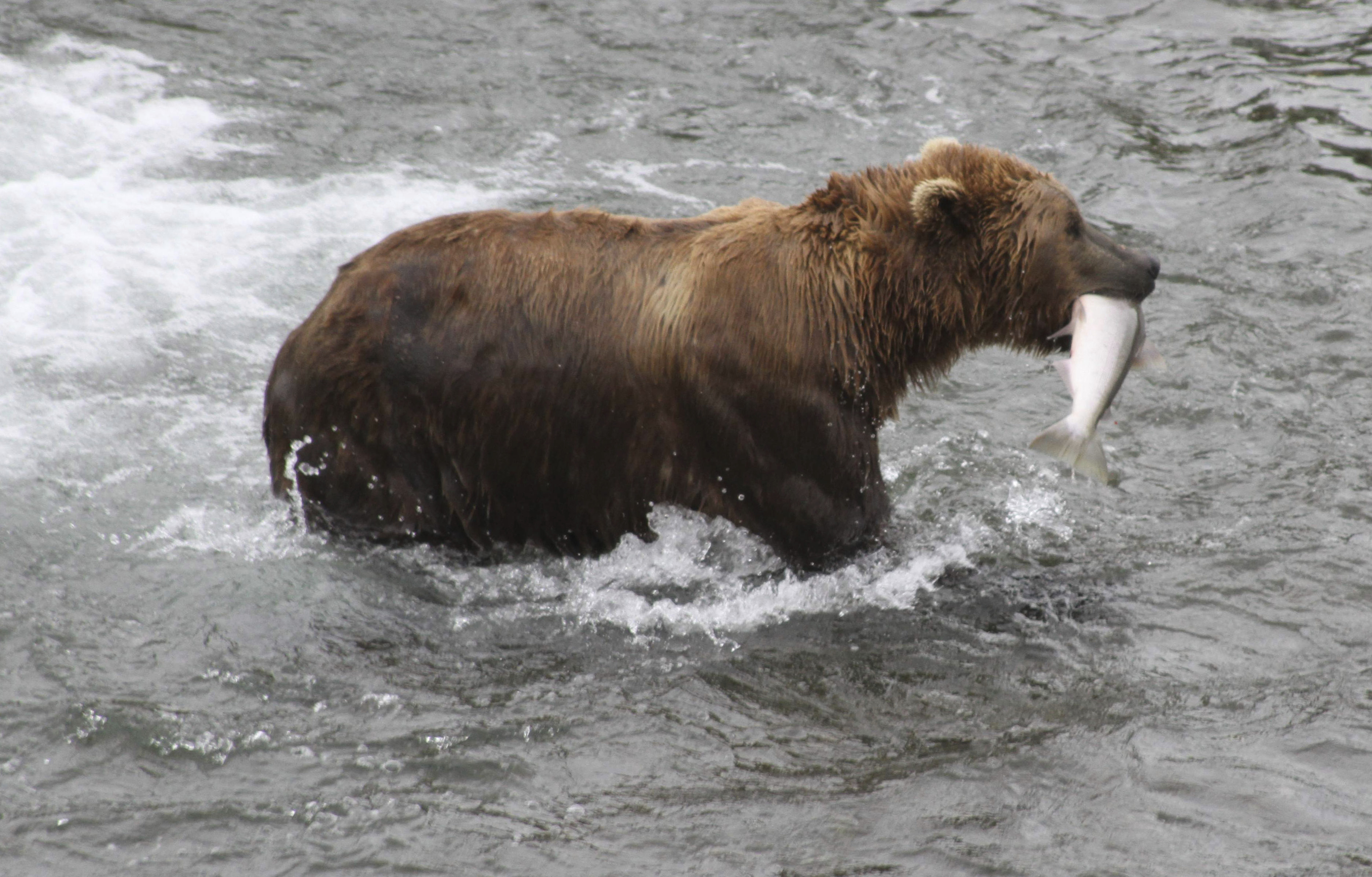 Fat Bear Week Shutdown
