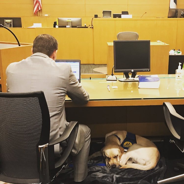 Denver DA's Office crime victims dog