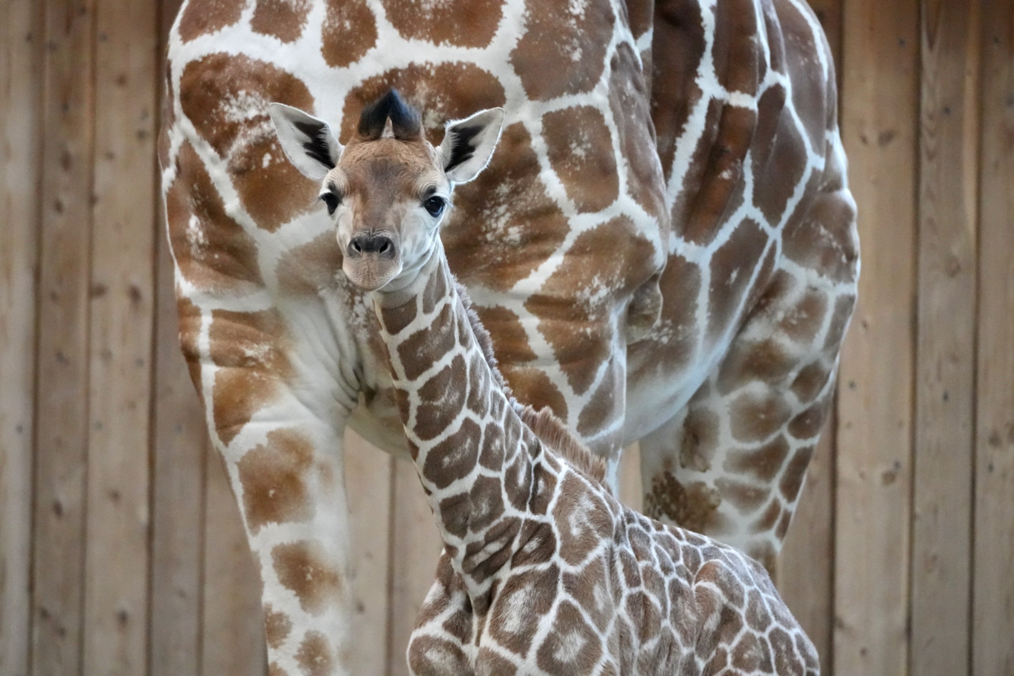 Detroit Zoo baby giraffe born November 2025
