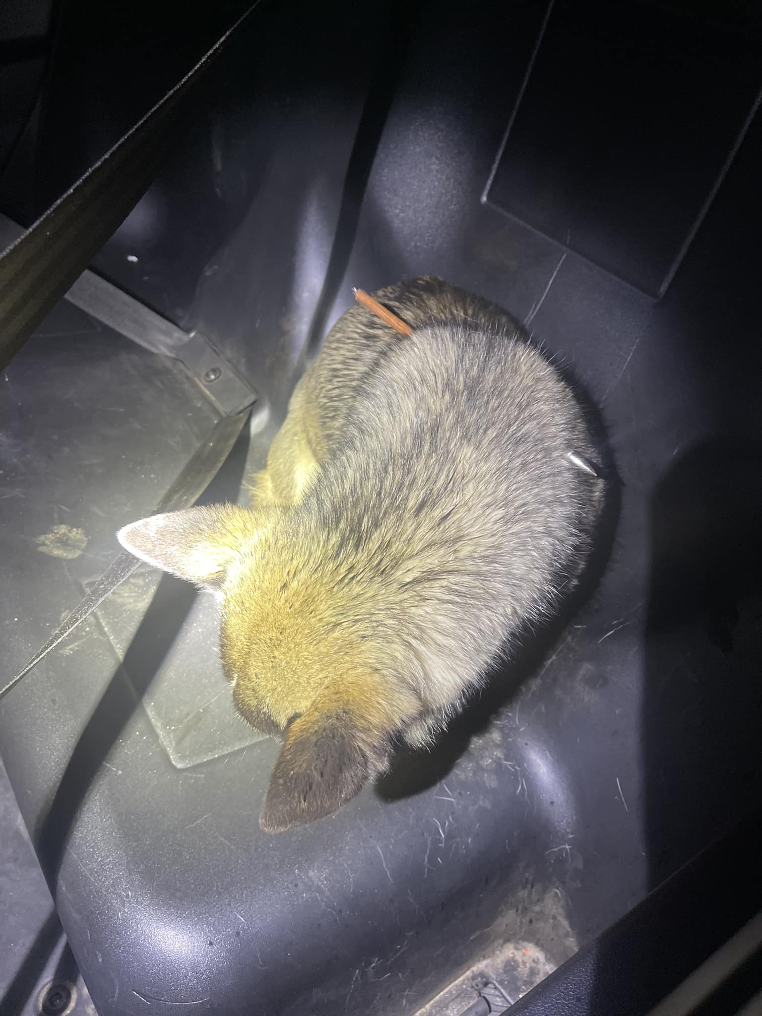 Dog shot with arrow in Orosi