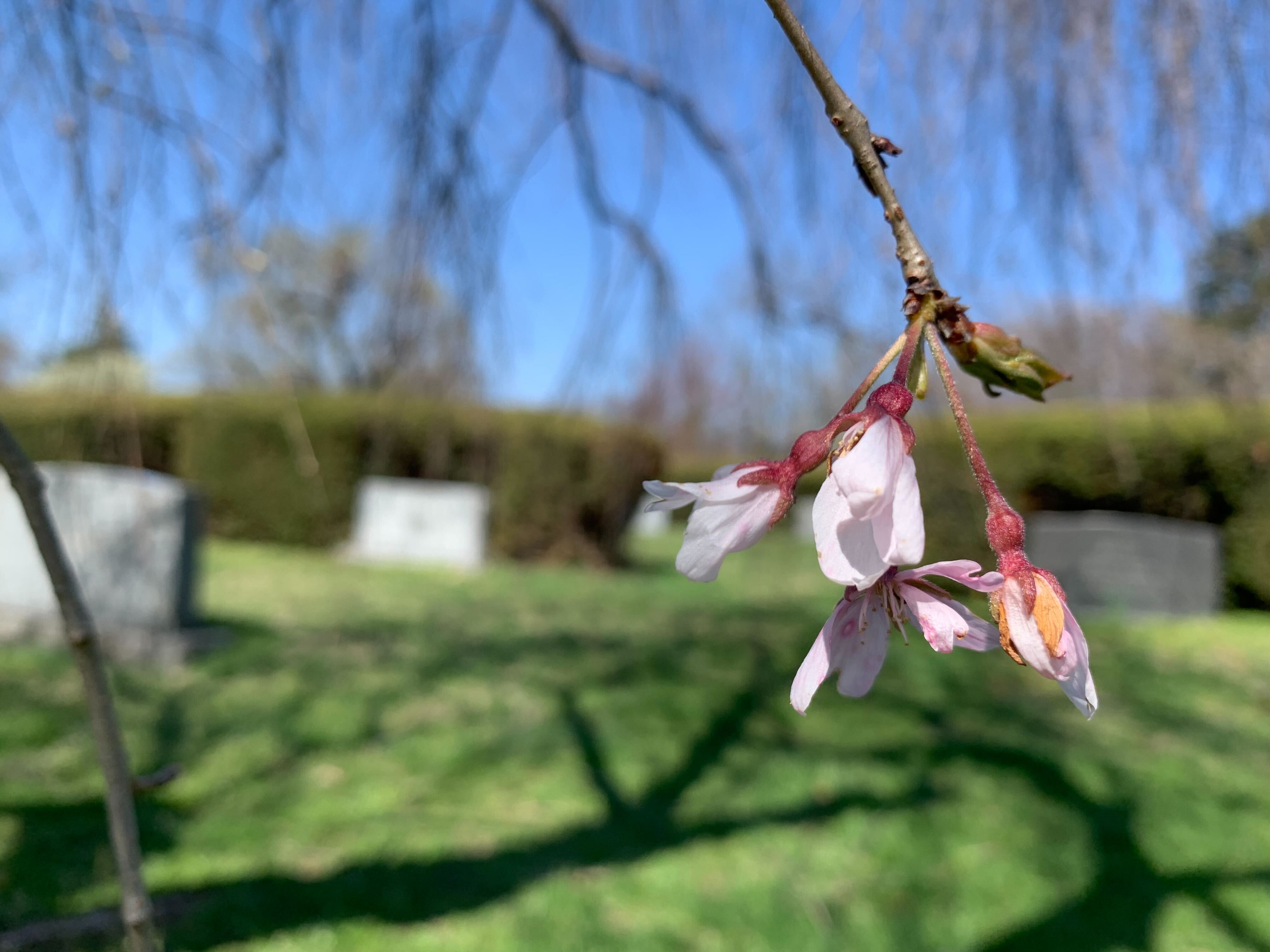 cherry blossom