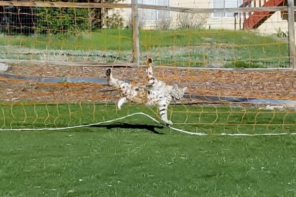 cpw bobcat in net 2.jpg