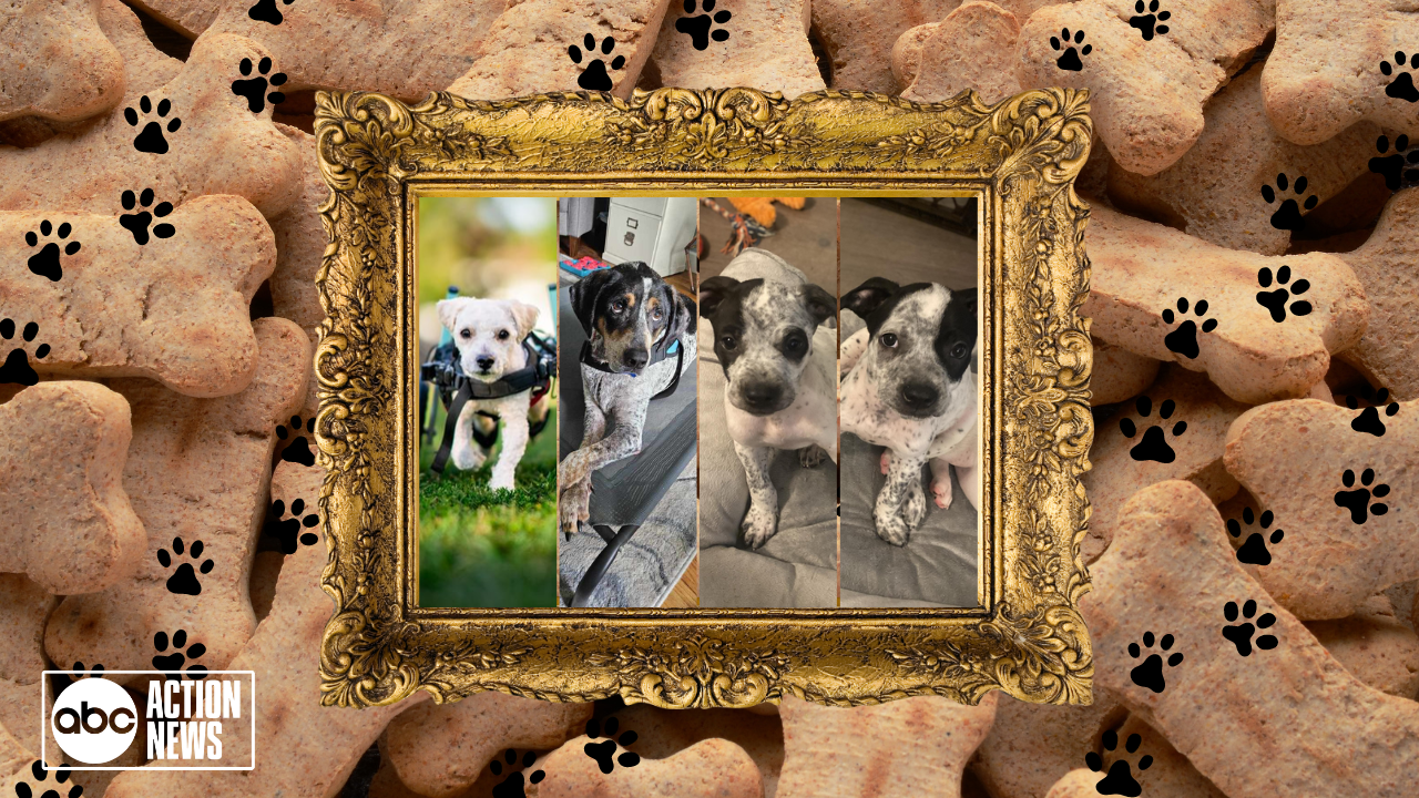 Rescues in Action pups 