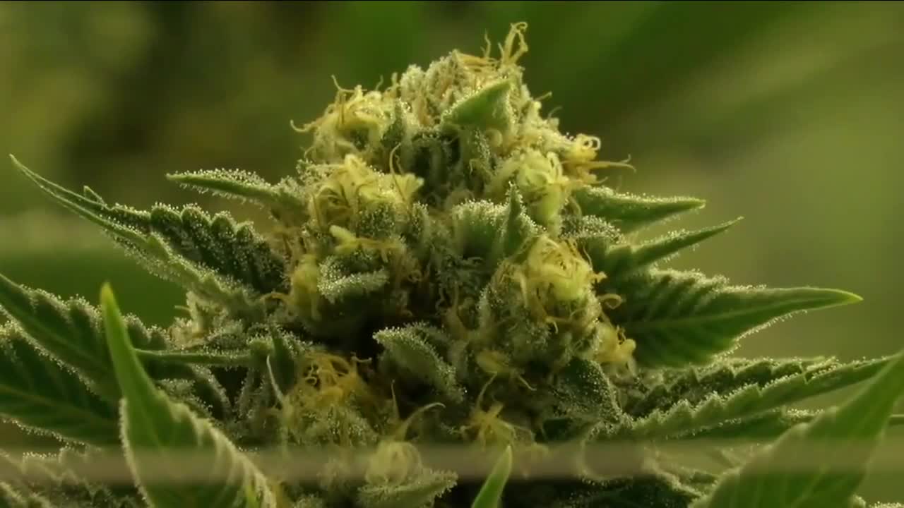 Marijuana 