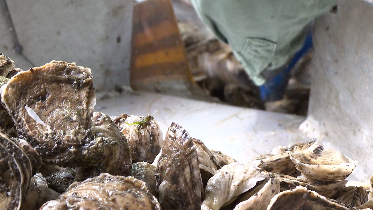 Oysters at Oyster Boss