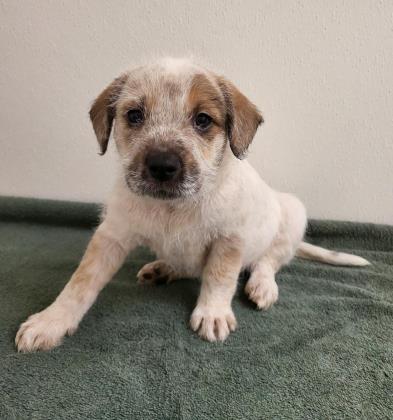 Georgia deaf puppy Halo