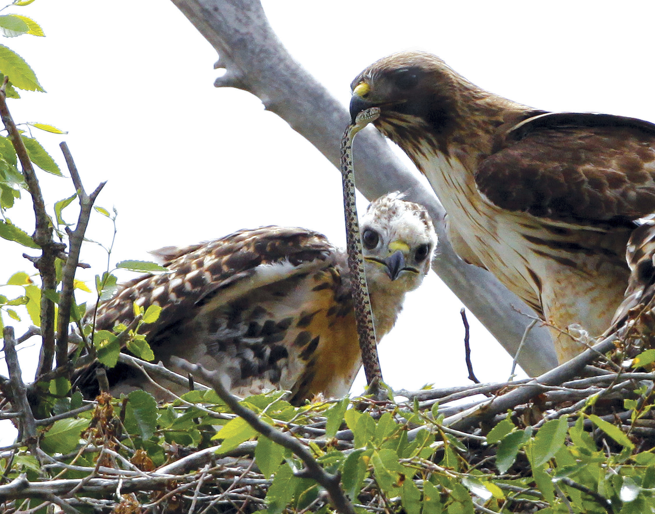 redtail hawk rocky mountain wildlife refuge