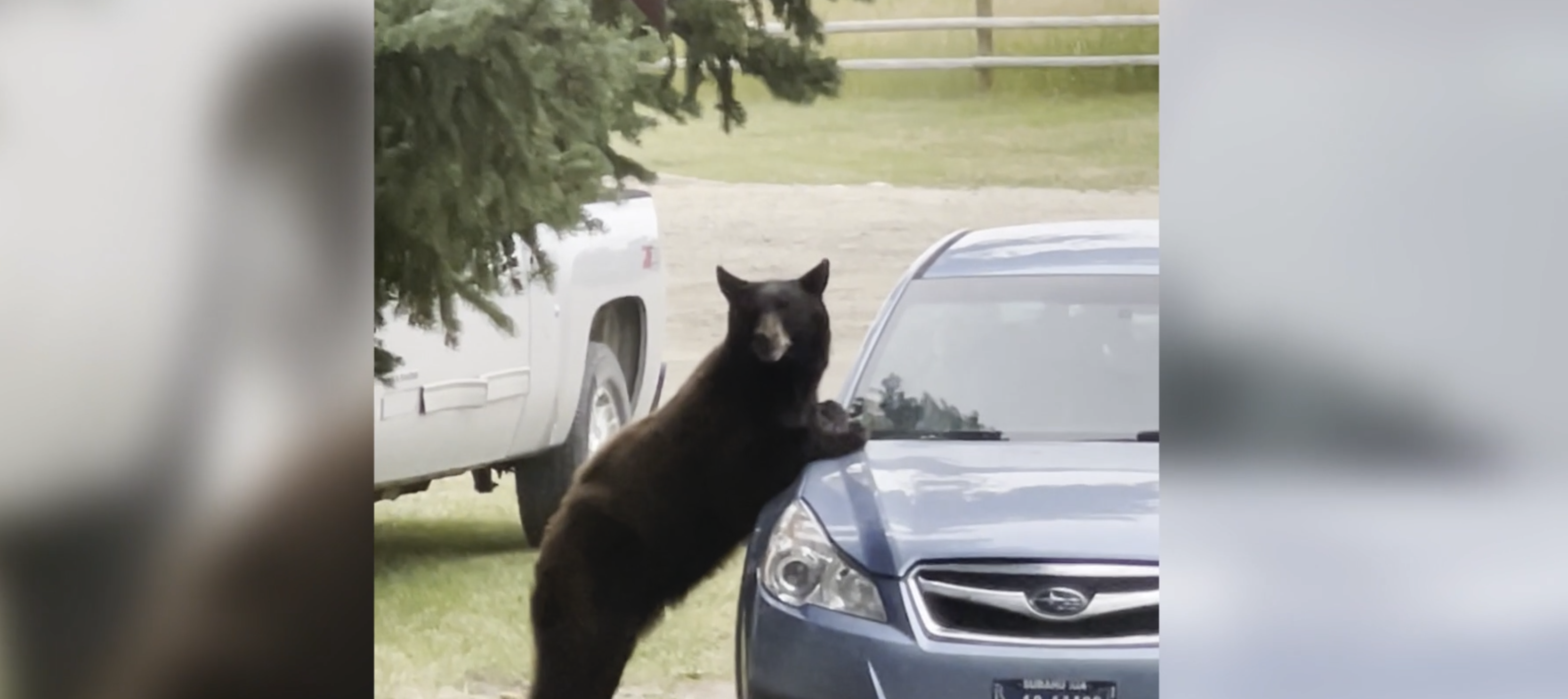 Bear spends night in couples vehicle 
