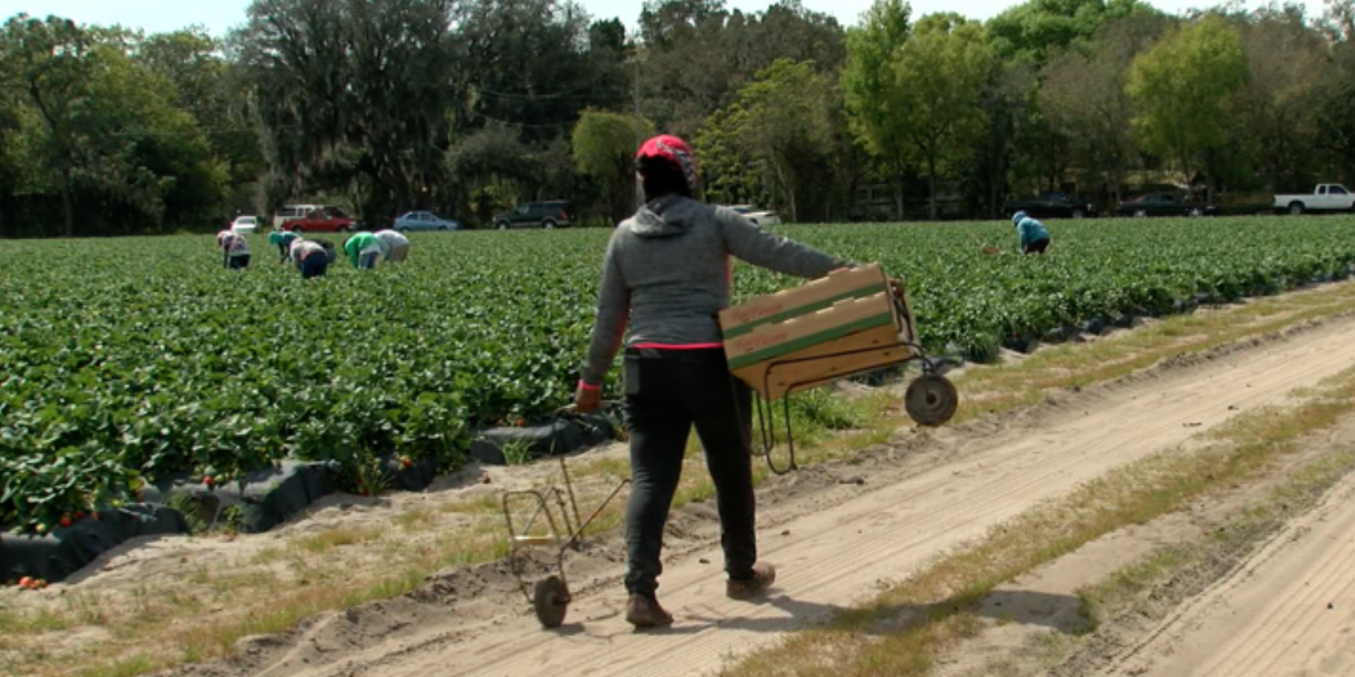 migrant farm worker.PNG