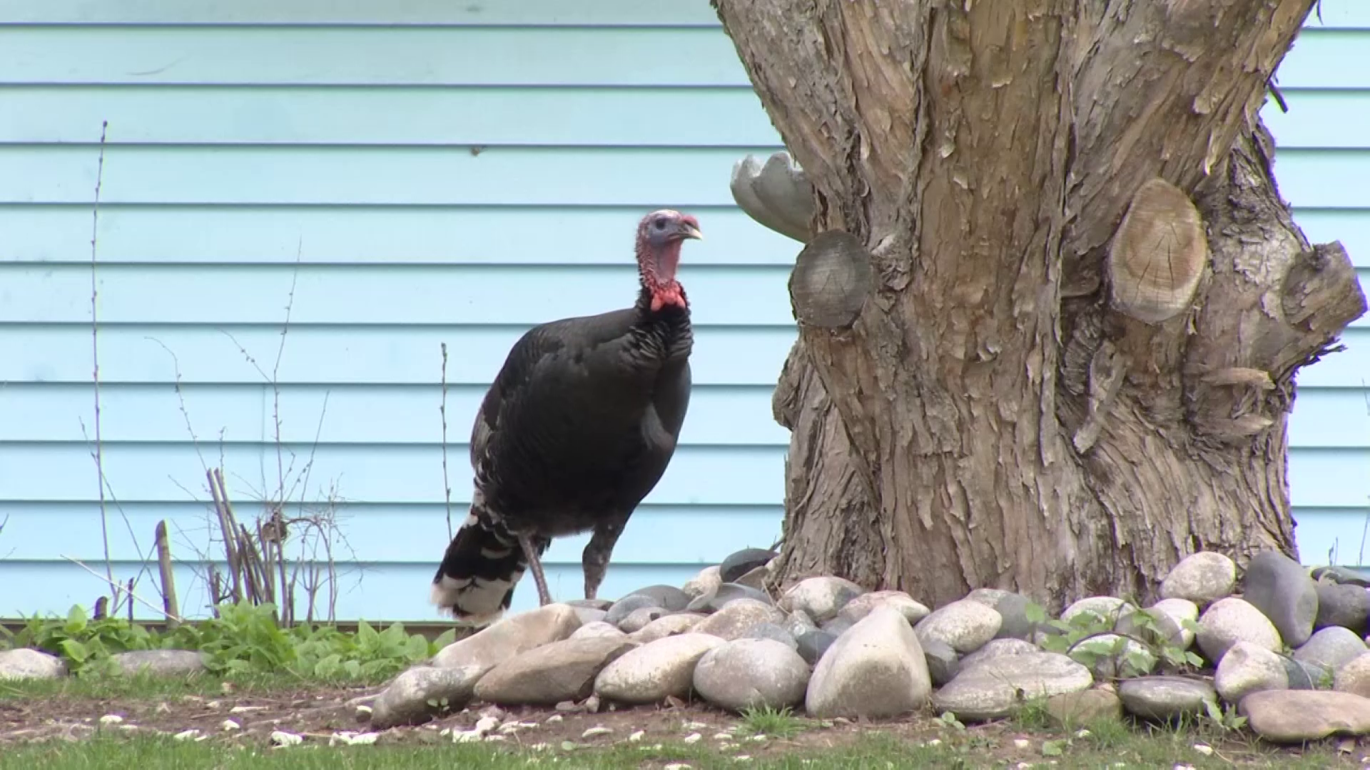 File photo of a turkey in Billings (MTN)