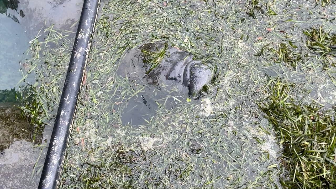 Waxler 530 pkg Manatee feeding.jpg