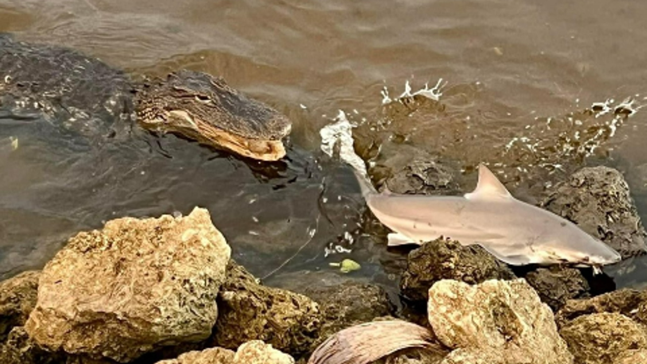 A gator approaches a bull shark in the St. Lucie River on May 28, 2022.jpg