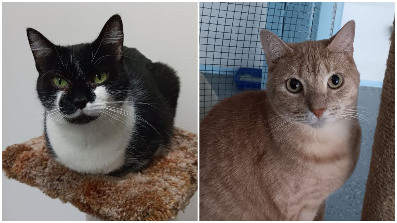 Penelope and Pretty Lady