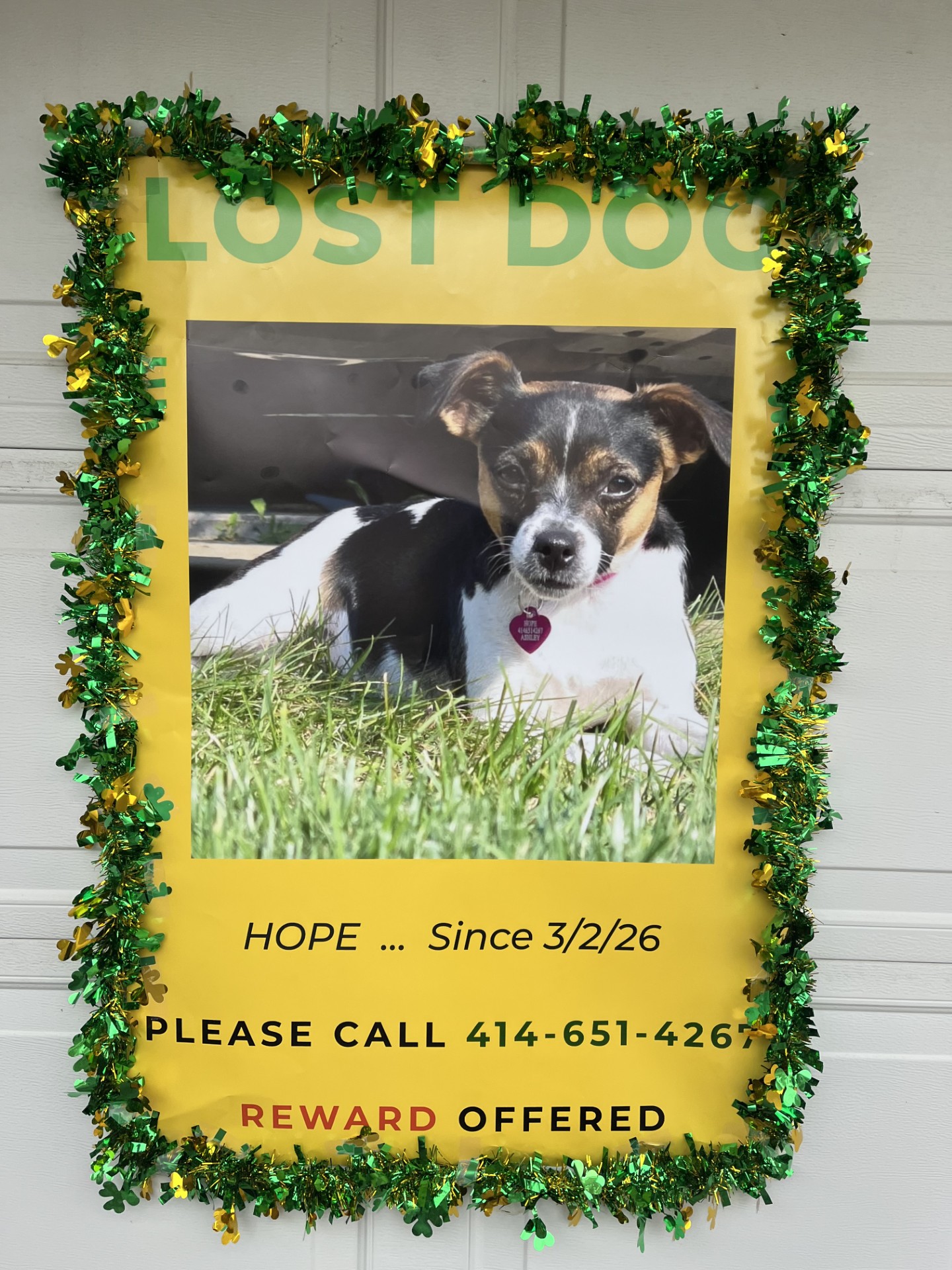 lost dog poster.jfif