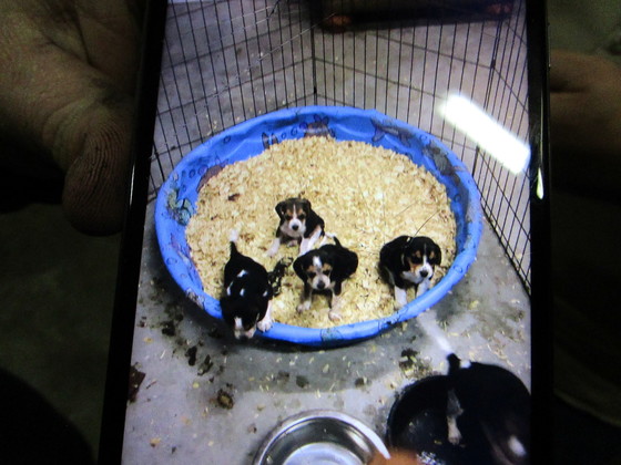 puppies.jpg