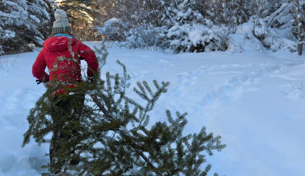Christmas Tree Harvest