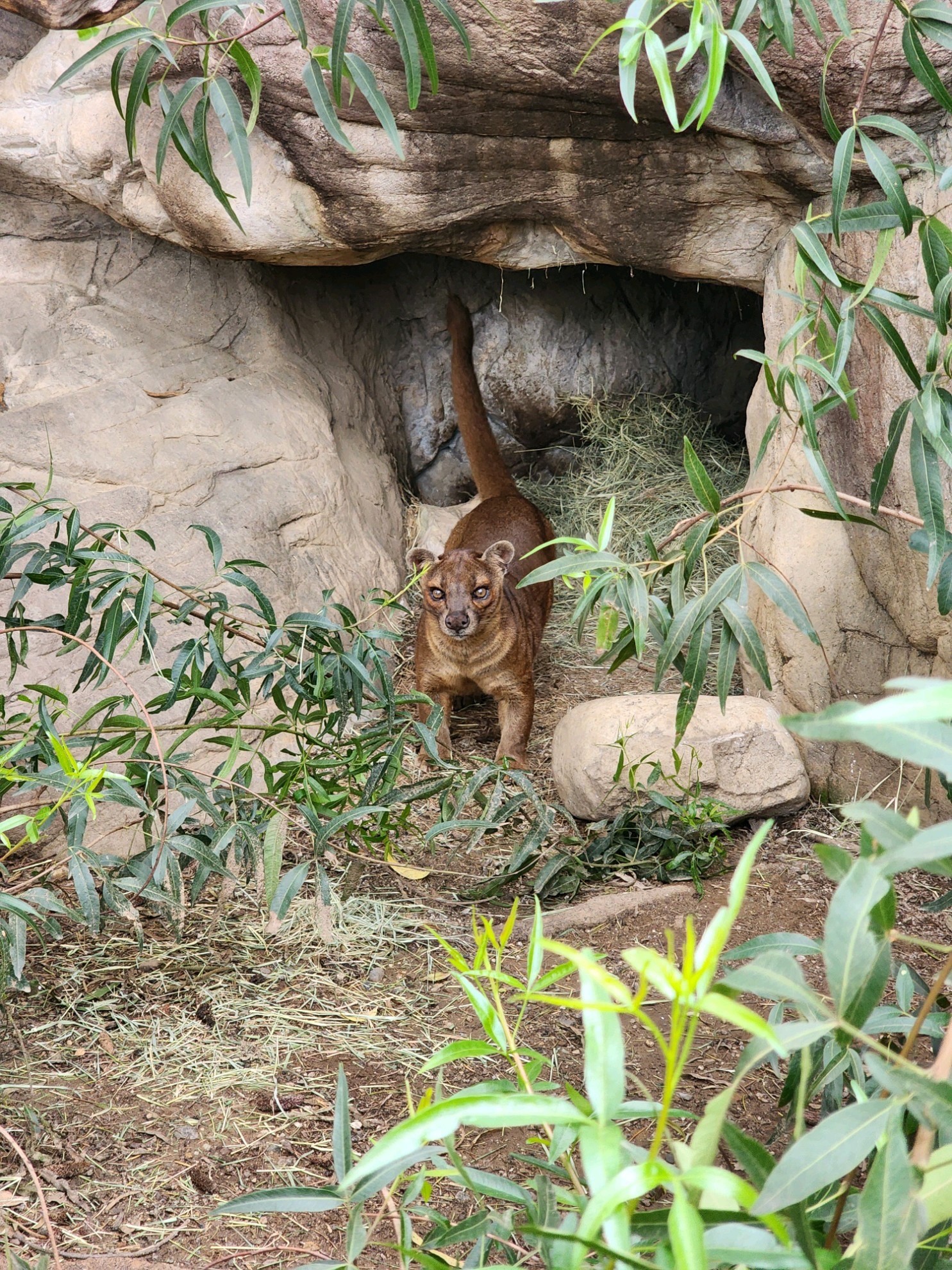 Fossa.jpg