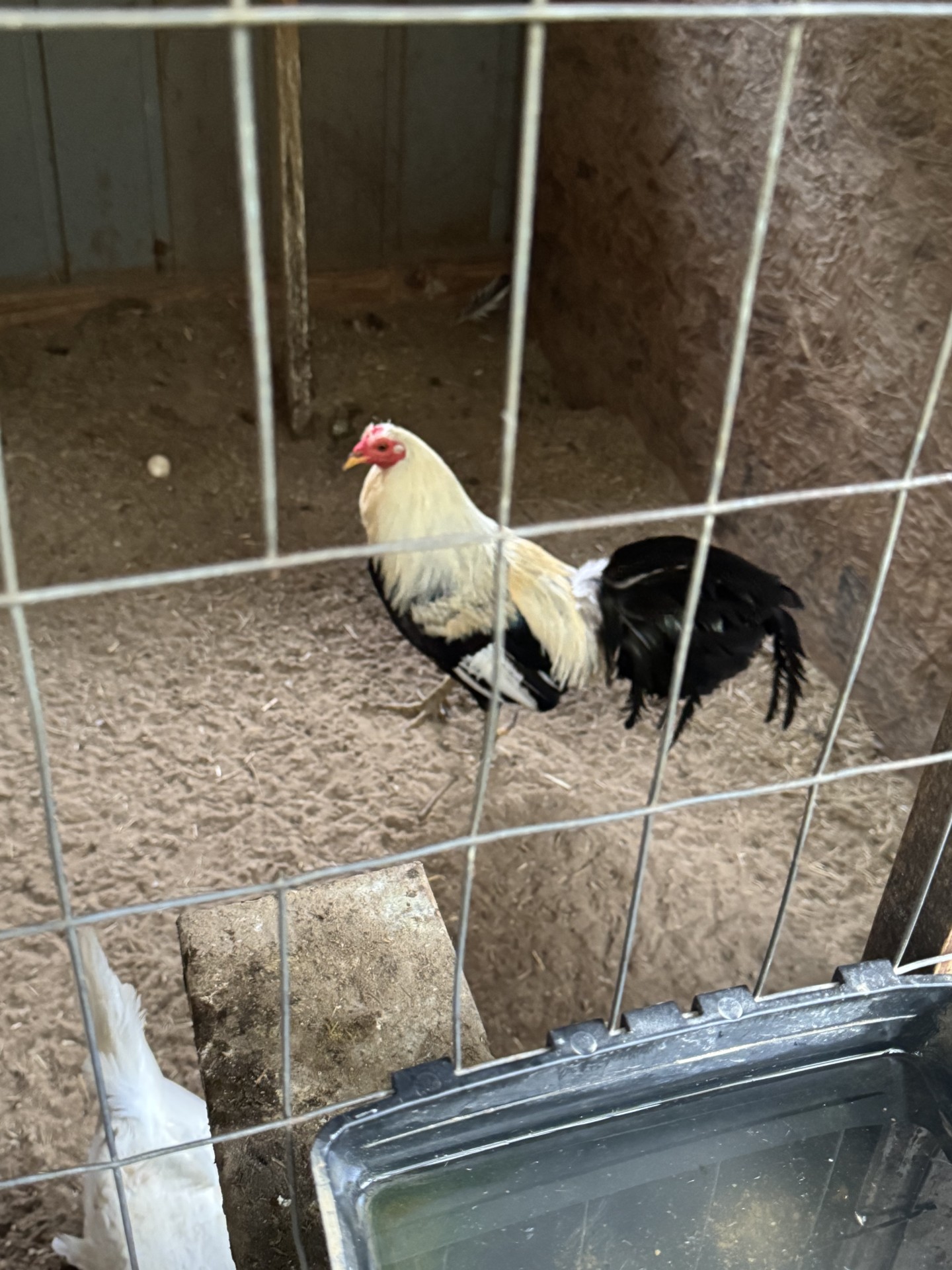 Rooster