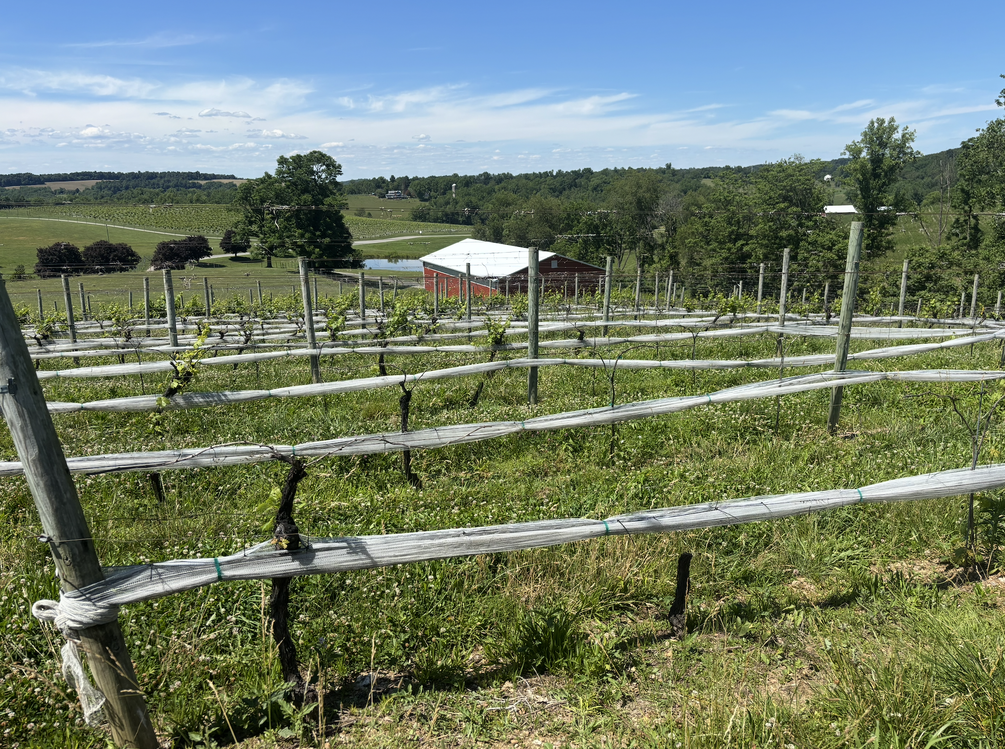 Crop damage April 2026 freeze Linganore Winecellars 